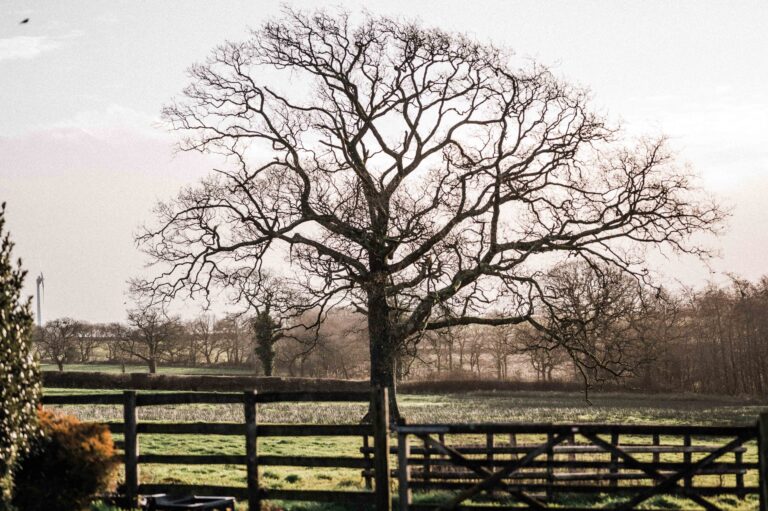 The oak tree in winter, at Rowden Atelier, fine woodworking school